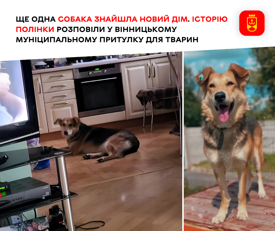 Ще одна собака знайшла новий дім. Історію Полінки розповіли у Вінницькому муніципальному притулку для тварин